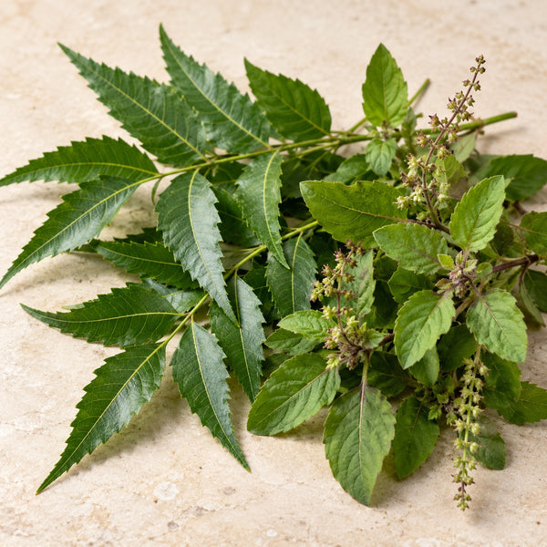 Neem & Tulsi