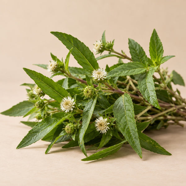 Bhringraj