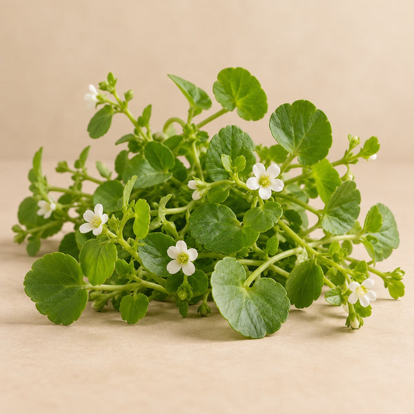 Brahmi