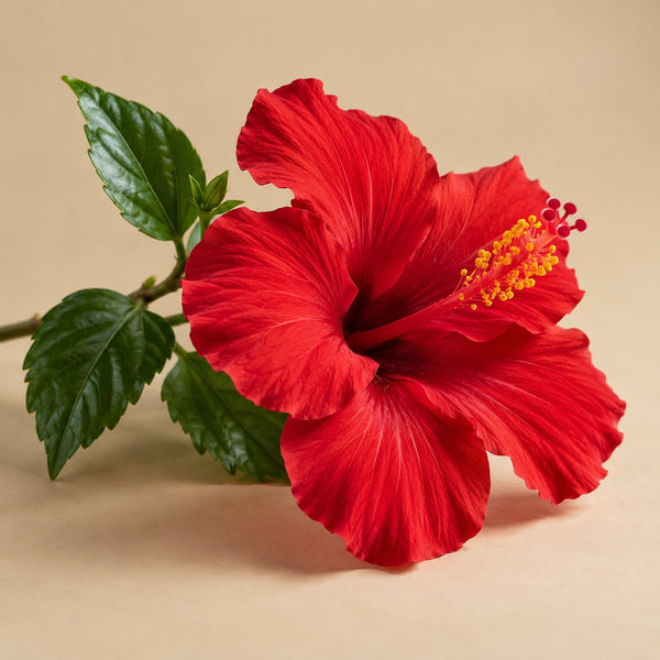 Hibiscus